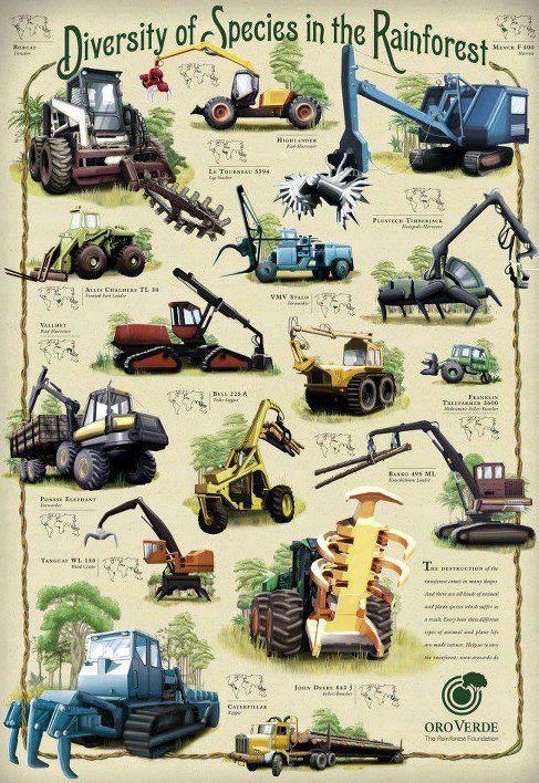 Diversity of Species in the Rainforest 