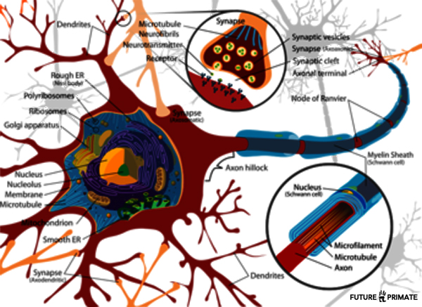 Computing with Silicon Neurons