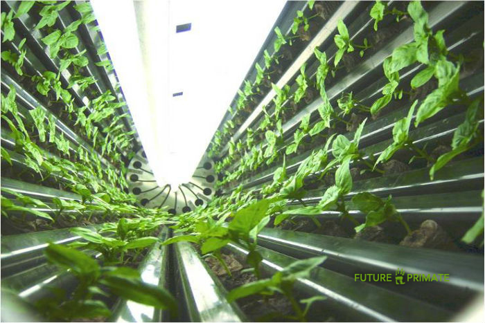 The world’s biggest vertical farm is set to soon open in Scranton, Pennsylvania
